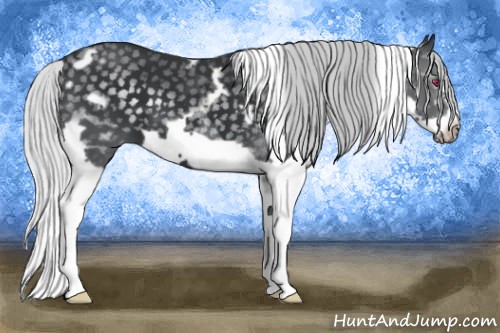 Horse Color:White Spotted Silver Black Chinchilla Splash Frame 