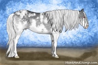Horse Color:White Spotted Silver Black Chinchilla Splash Appaloosa 