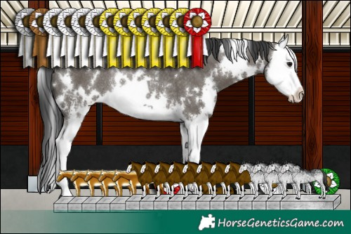 Horse Color:White Spotted Grullo Sabino Splash Rabicano 
