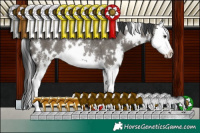 Horse Color:White Spotted Grullo Sabino Splash Rabicano 