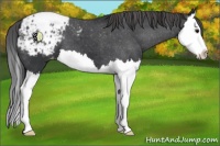 Horse Color:Black Splash Appaloosa 