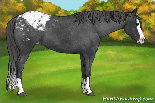 Horse Color:Black Splash Appaloosa 