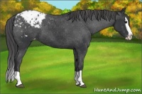 Horse Color:Black Splash Blanket