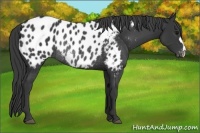 Horse Color:Black Appaloosa Rabicano 