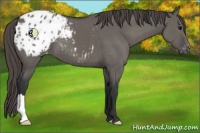Horse Color:Grullo Appaloosa 
