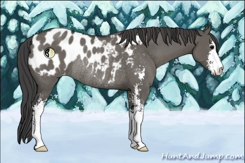 Horse Color:Grullo Sabino Appaloosa Rabicano 