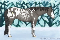 Horse Color:Grullo Sabino Appaloosa Rabicano