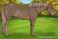 Horse Color:Chocolate Palomino 