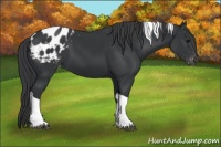 Horse Color:Black Tobiano Appaloosa 