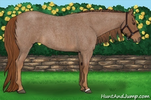 Horse Color:Red Roan
