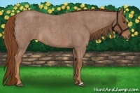 Horse Color:Red Roan 