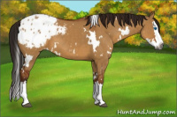 Horse Color:Gray White Spotted Brown Dun Sabino Splash Appaloosa