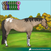 Horse Color:Gray Brown Dun Sabino Tobiano Appaloosa 