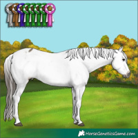 Horse Color:Gray Brown Dun Sabino Tobiano Appaloosa