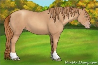 Horse Color:Gold Champagne Roan 