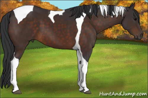 Horse Color:Brown Tobiano
