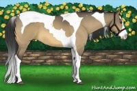 Horse Color:Buckskin Dun Splash Tobiano