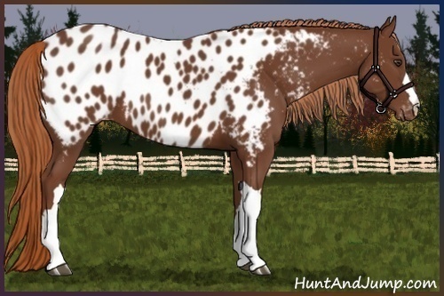 Horse Color:Chestnut Appaloosa 