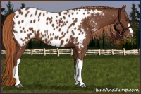 Horse Color:Chestnut Appaloosa 