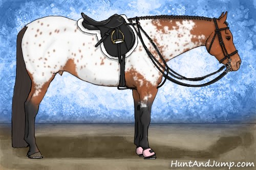 Horse Color:Bay Roan Appaloosa 