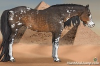 Horse Color:Buckskin Sabino Rabicano 