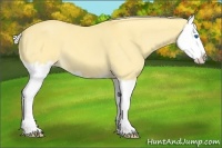 Horse Color:Palomino Dun Splash 