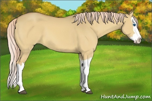 Horse Color:Palomino Dun Splash 