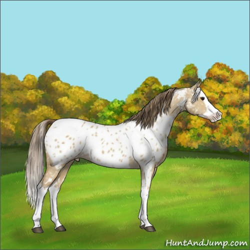 Horse Color:White Spotted Buckskin Dun Splash Near Leopard 