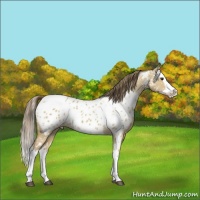 Horse Color:White Spotted Buckskin Dun Splash Appaloosa 