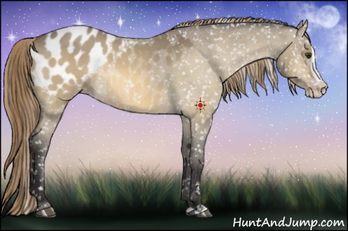 Horse Color:Buckskin Dun Splash Appaloosa 