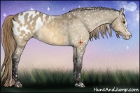Horse Color:Buckskin Dun Splash Appaloosa