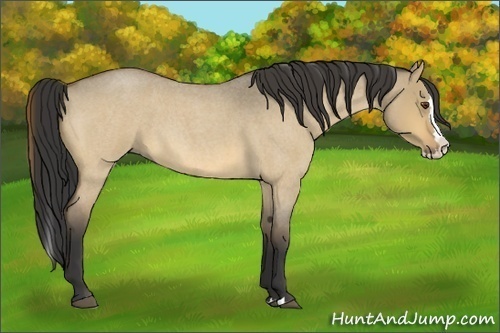 Horse Color:Buckskin Roan Dun Splash 