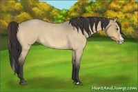 Horse Color:Buckskin Roan Dun Splash 