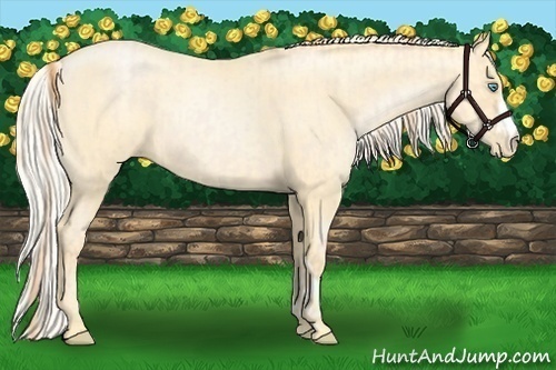 Horse Color:Buckskin Roan Pearl and Silver Buckskin Roan Pearl