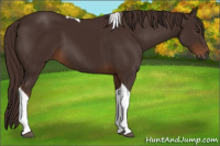 Horse Color:Gray Chestnut Tobiano