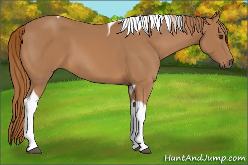 Horse Color:Unknown 