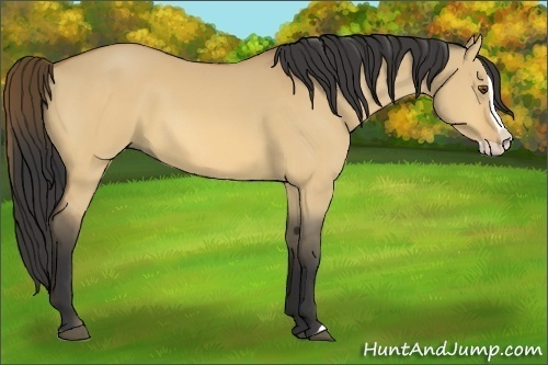 Horse Color:Buckskin Dun Splash
