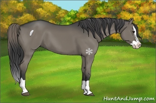 Horse Color:Smoky Grullo Splash 