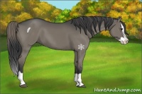 Horse Color:Smoky Grullo Splash 
