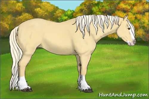 Horse Color:Palomino Dun Splash