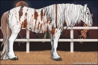 Horse Color:Brown Appaloosa Brindle
