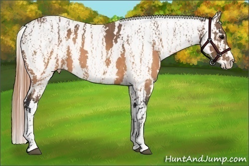 Horse Color:Buckskin Near Leopard  Brindle