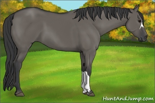 Horse Color:Grullo