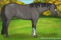 Horse Color:Grullo 