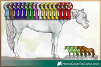 Horse Color:Watercolor Plaid  White Spotted Gold Cream Champagne Pearl Dun Splash Tobiano 