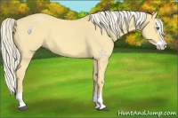 Horse Color:Palomino Dun Splash 
