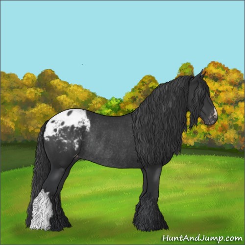 Horse Color:Black Appaloosa Rabicano 