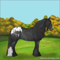 Horse Color:Black Appaloosa Rabicano 