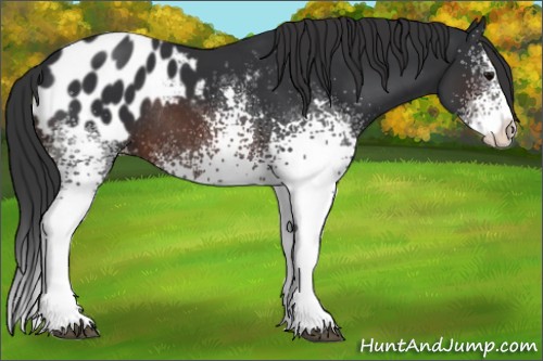 Horse Color:White Spotted Brown Splash Blanket Rabicano