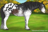 Horse Color:White Spotted Brown Splash Appaloosa Rabicano